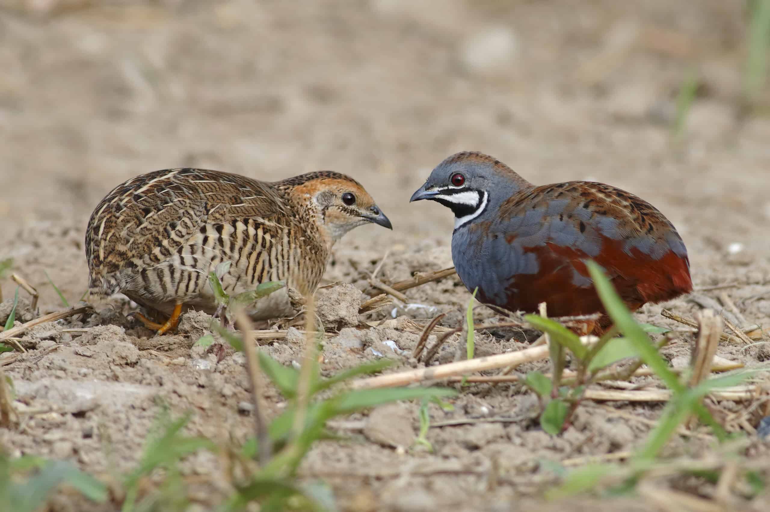 Button Quail Series Part 1: Button Quail 101: History, Origins, and What Makes Them Unique