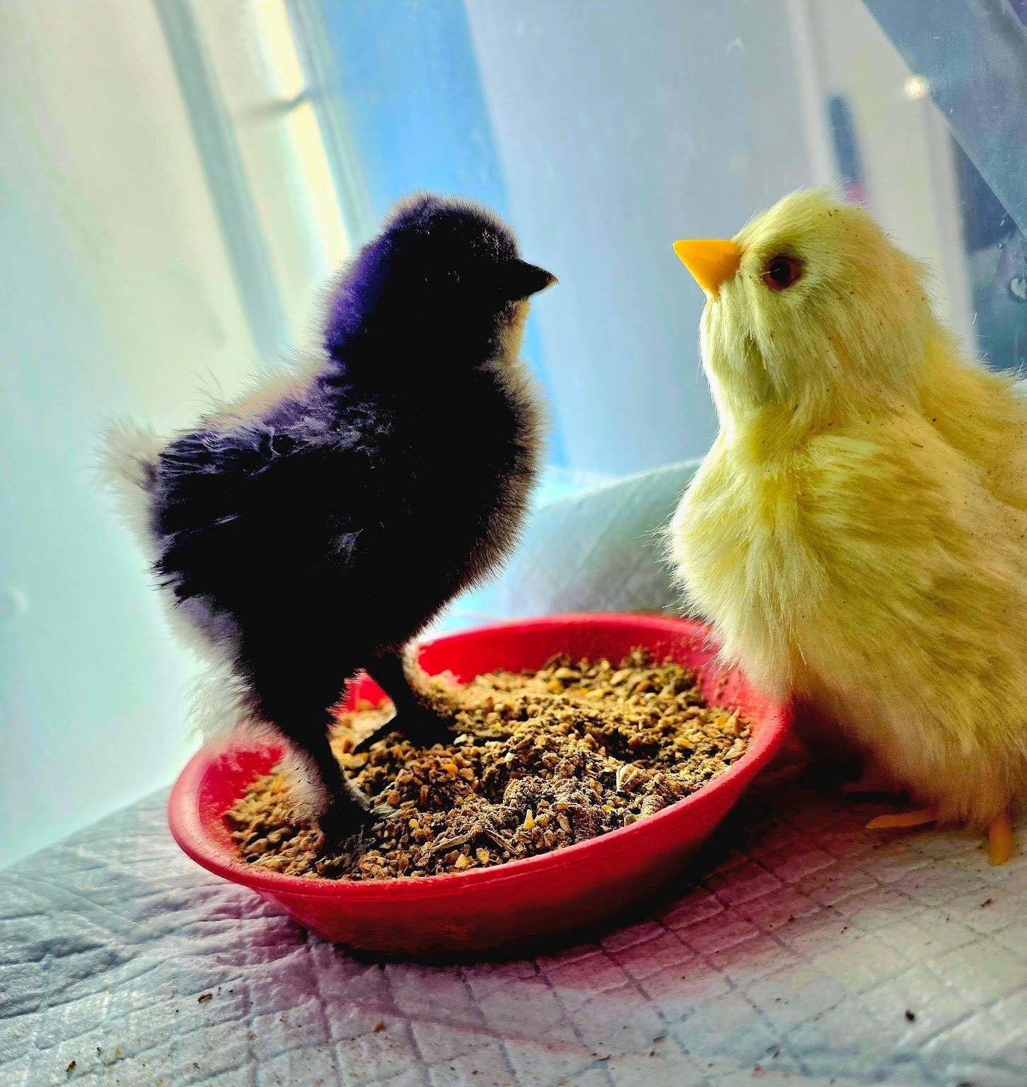 Quail vs Chickens: Which Bird Actually Makes More Sense Today?