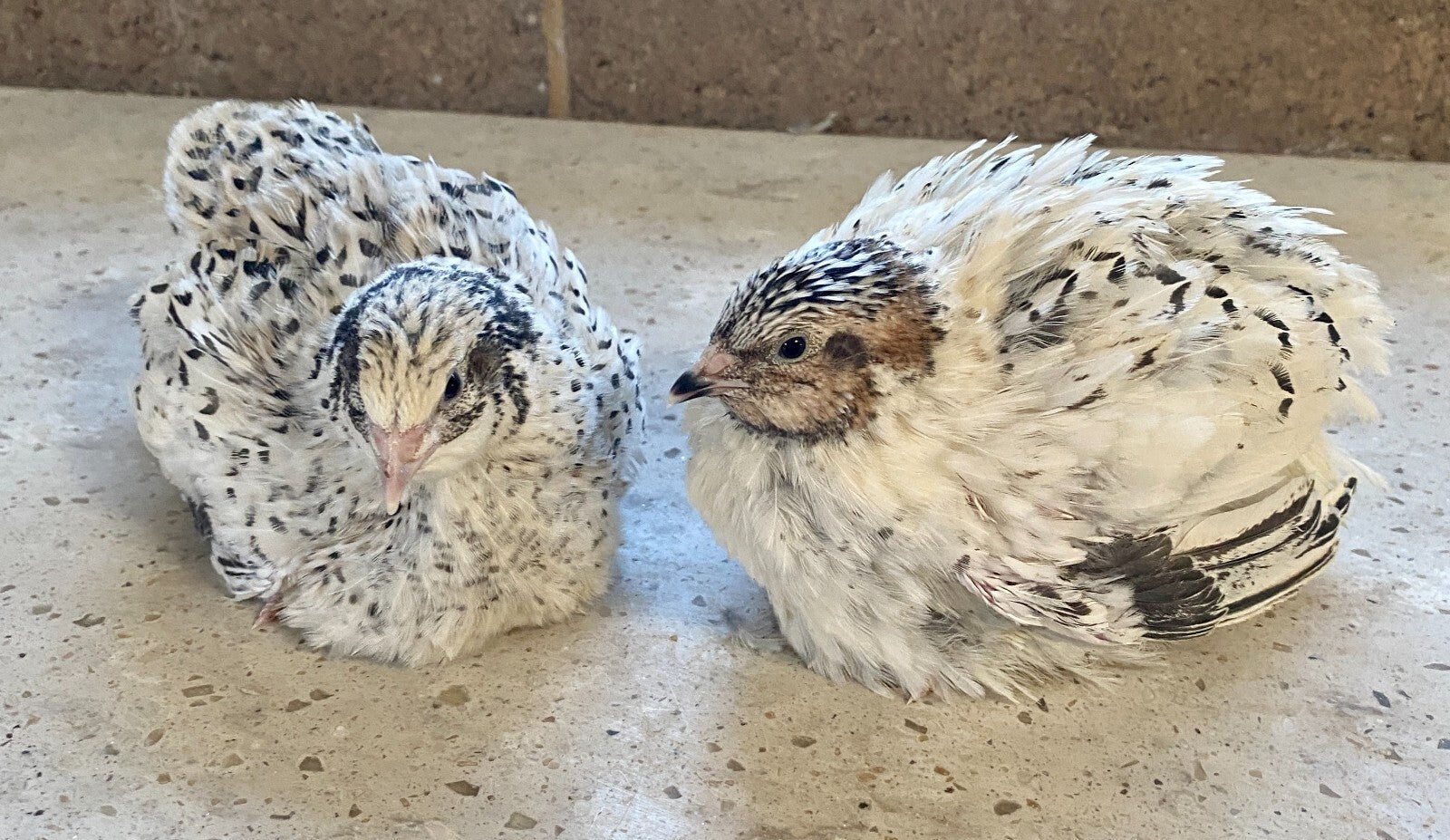 Coturnix Quail Beginner Guide What New Quail Keepers Should Know Before Getting Started
