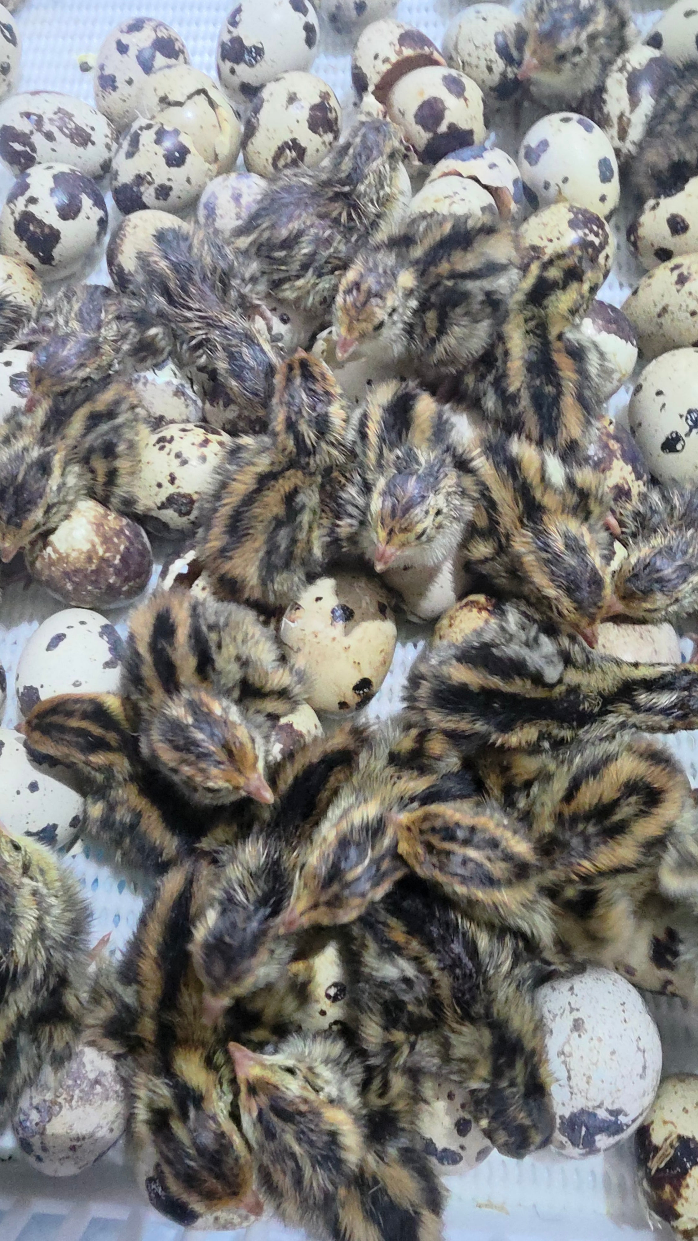 Coturnix Quail Brooder Guide: Heat Settings, Setup & Early Chick Success