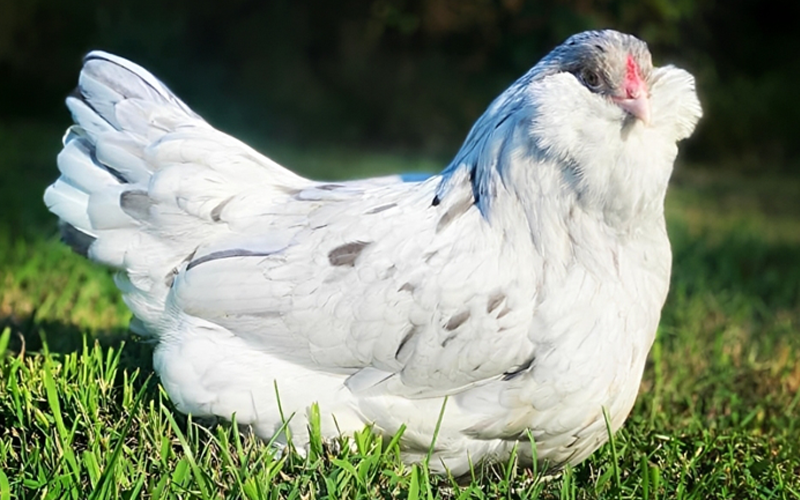 Ameraucana Bantams