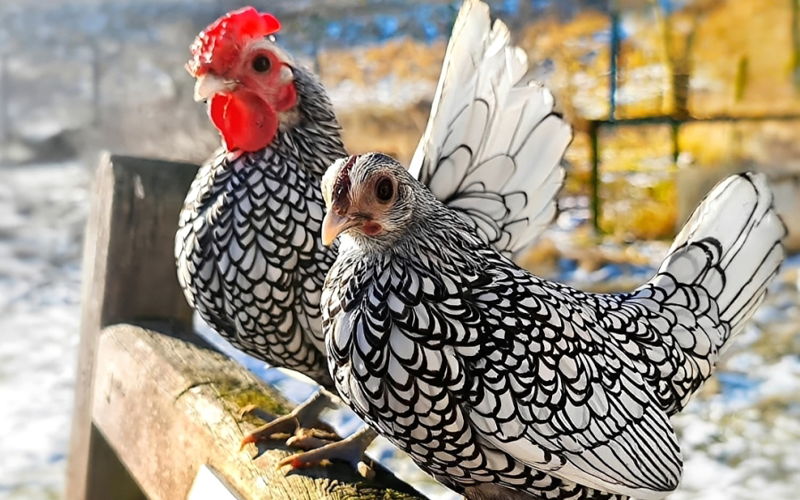 Sebright Bantams