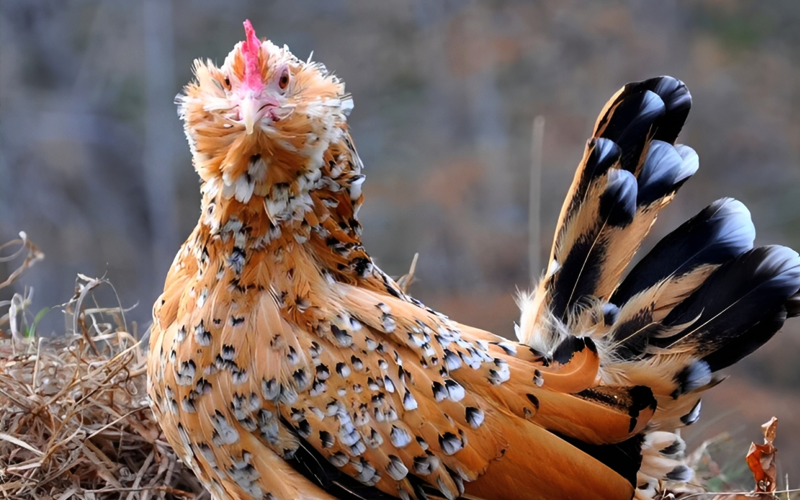 Booted Bantams