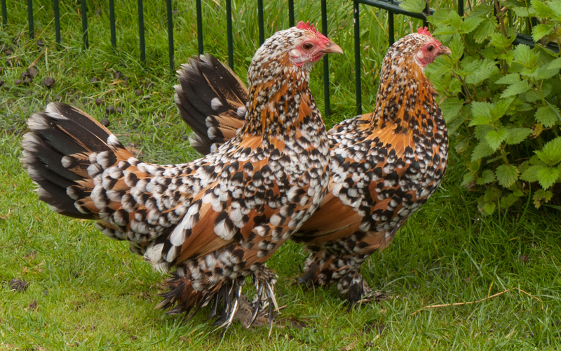 Belgian d’Uccle Bantams