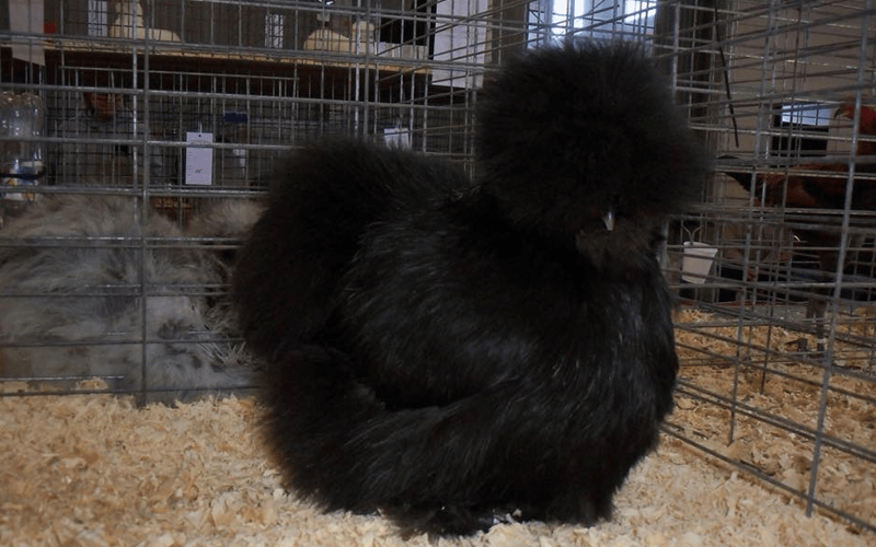 Silkie Bantams