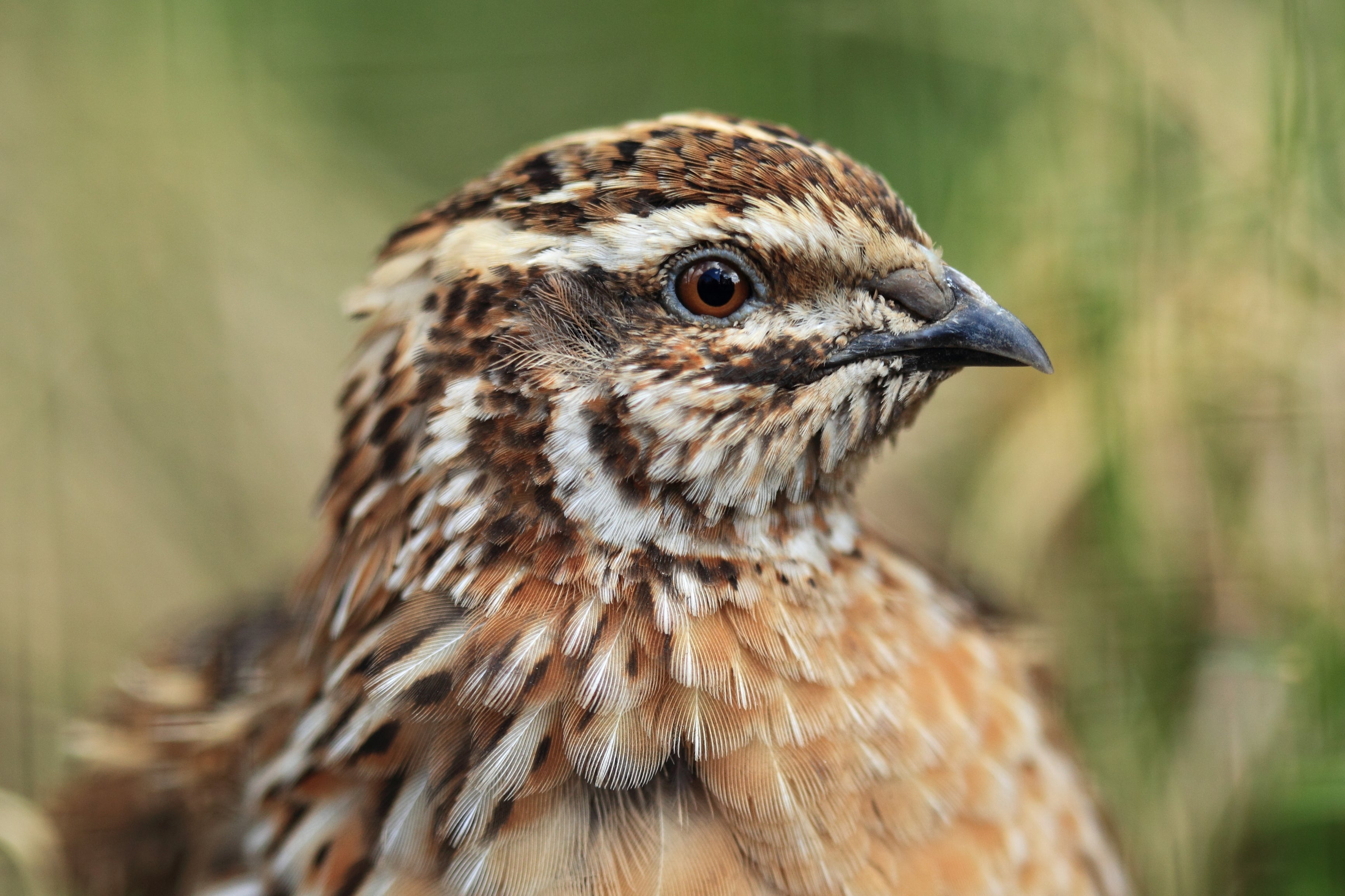 Live Adult Coturnix Quail Arrival Instructions