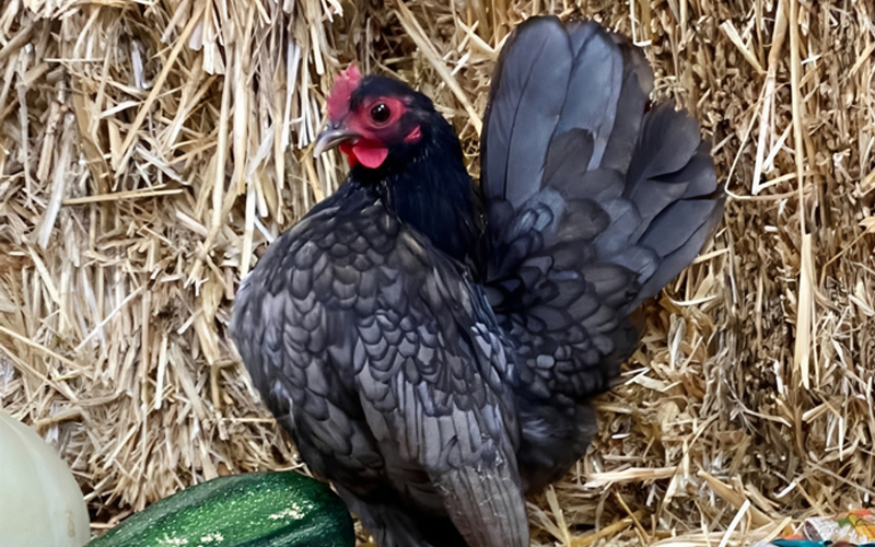 Serama Bantams
