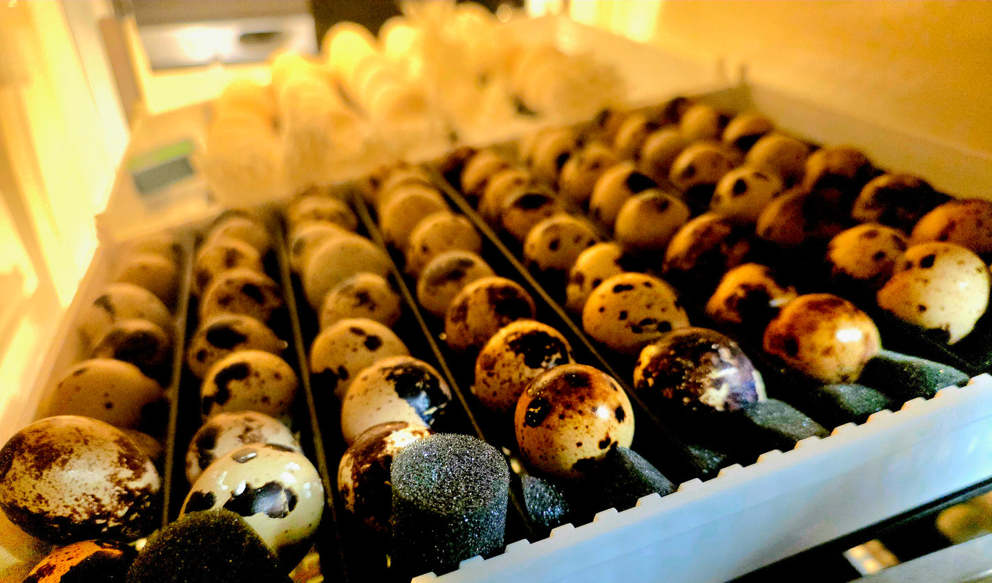 Coturnix Hatching Egg Subscription