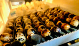 Coturnix Hatching Egg Subscription