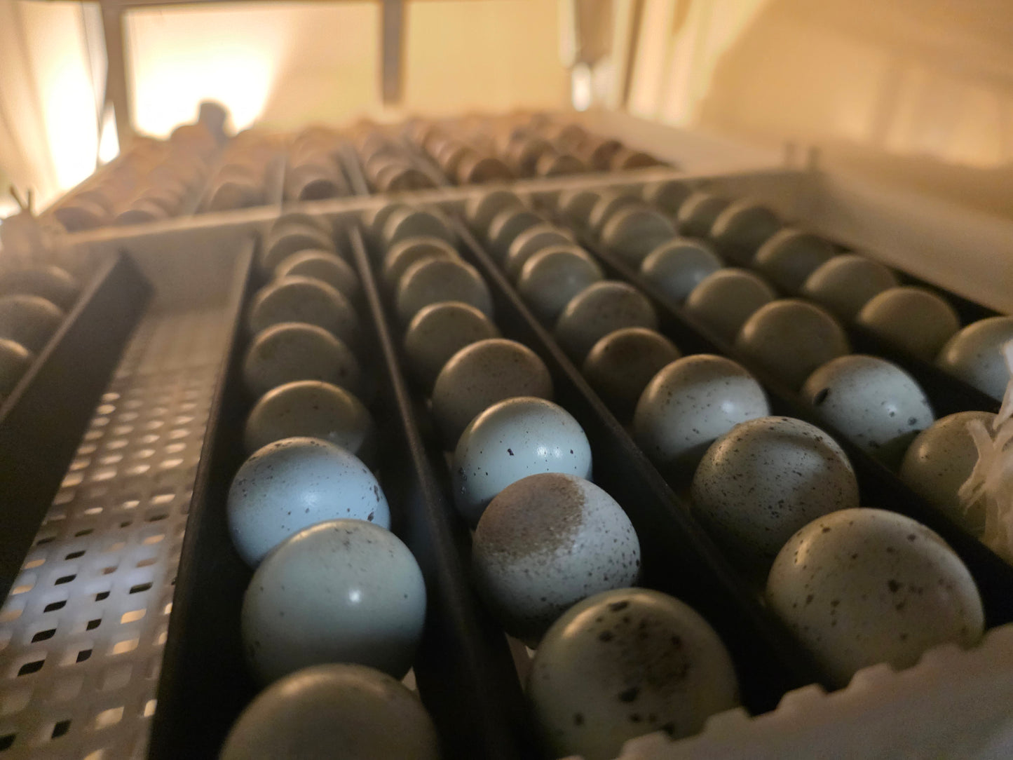 Coturnix Hatching Egg Subscription