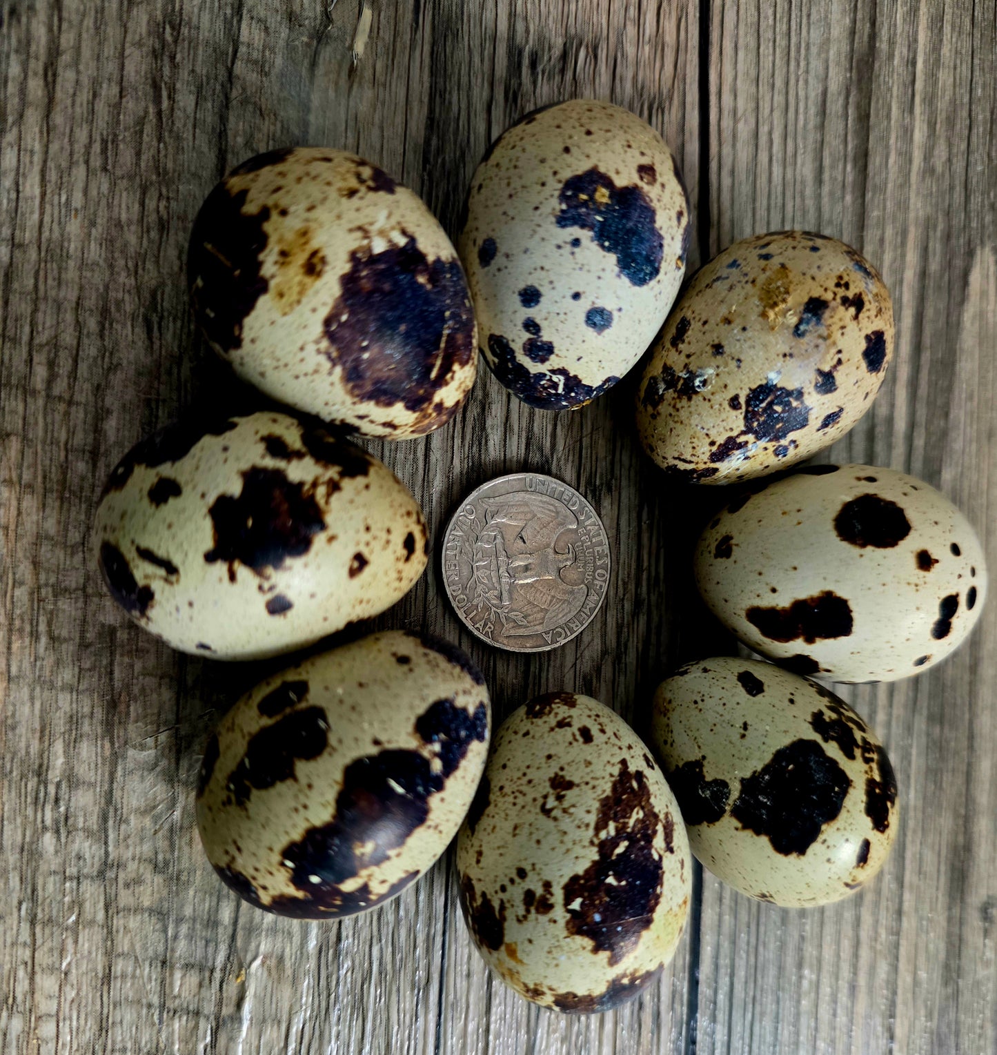 Jumbo Brown Coturnix Hatching Eggs