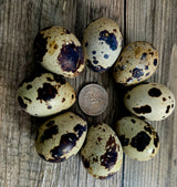 Jumbo Brown Coturnix Hatching Eggs