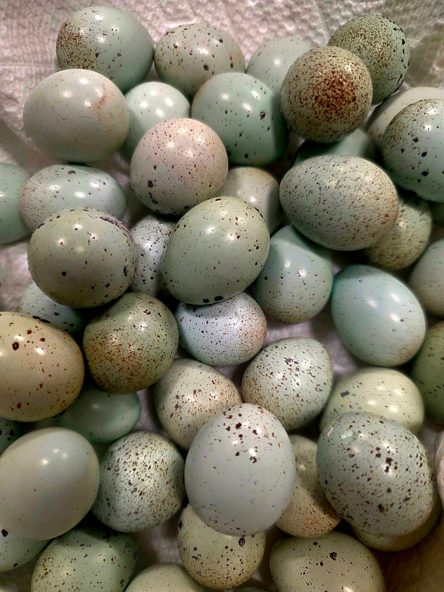 Coturnix Hatching Egg Subscription