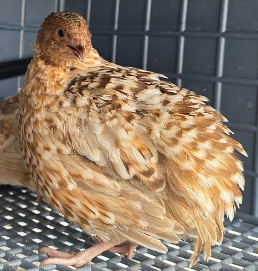Jumbo Celadon Coturnix Quint