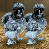 Silkie Breeder Pairs