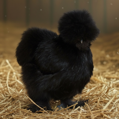 Silkie Pullets (Single Female)