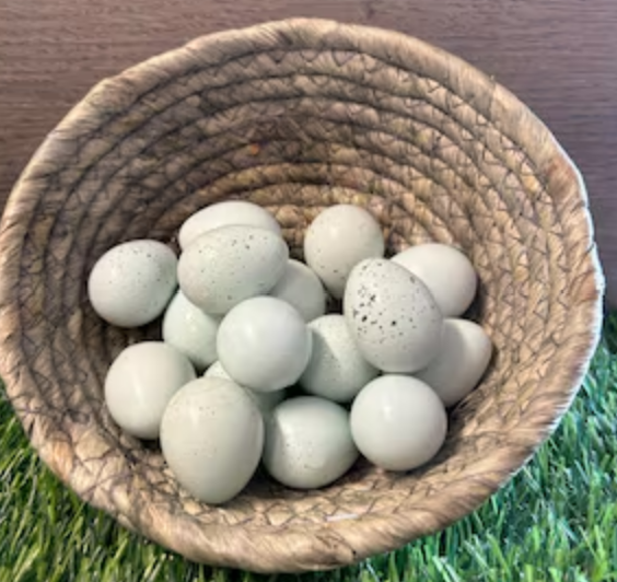 Jumbo Celadon Coturnix Hatching Eggs (Dozen)