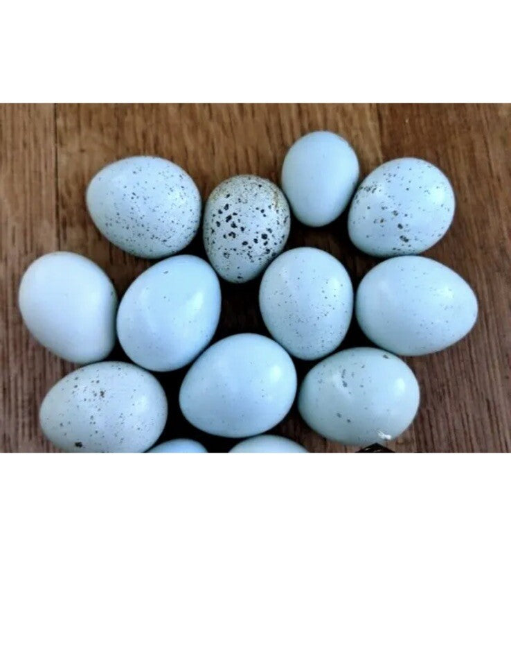 Jumbo Celadon Coturnix Hatching Eggs (Dozen)