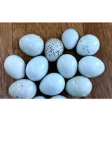 Jumbo Celadon Coturnix Hatching Eggs (Dozen)