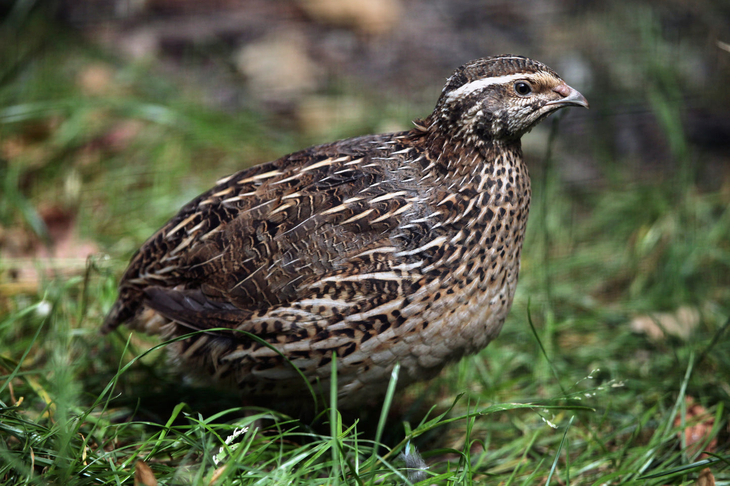 Mixed Assorted Coturnix Quint