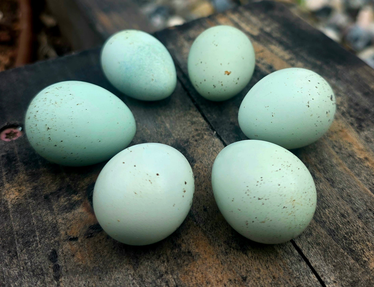 Coturnix Hatching Egg Subscription