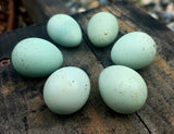 Coturnix Hatching Egg Subscription