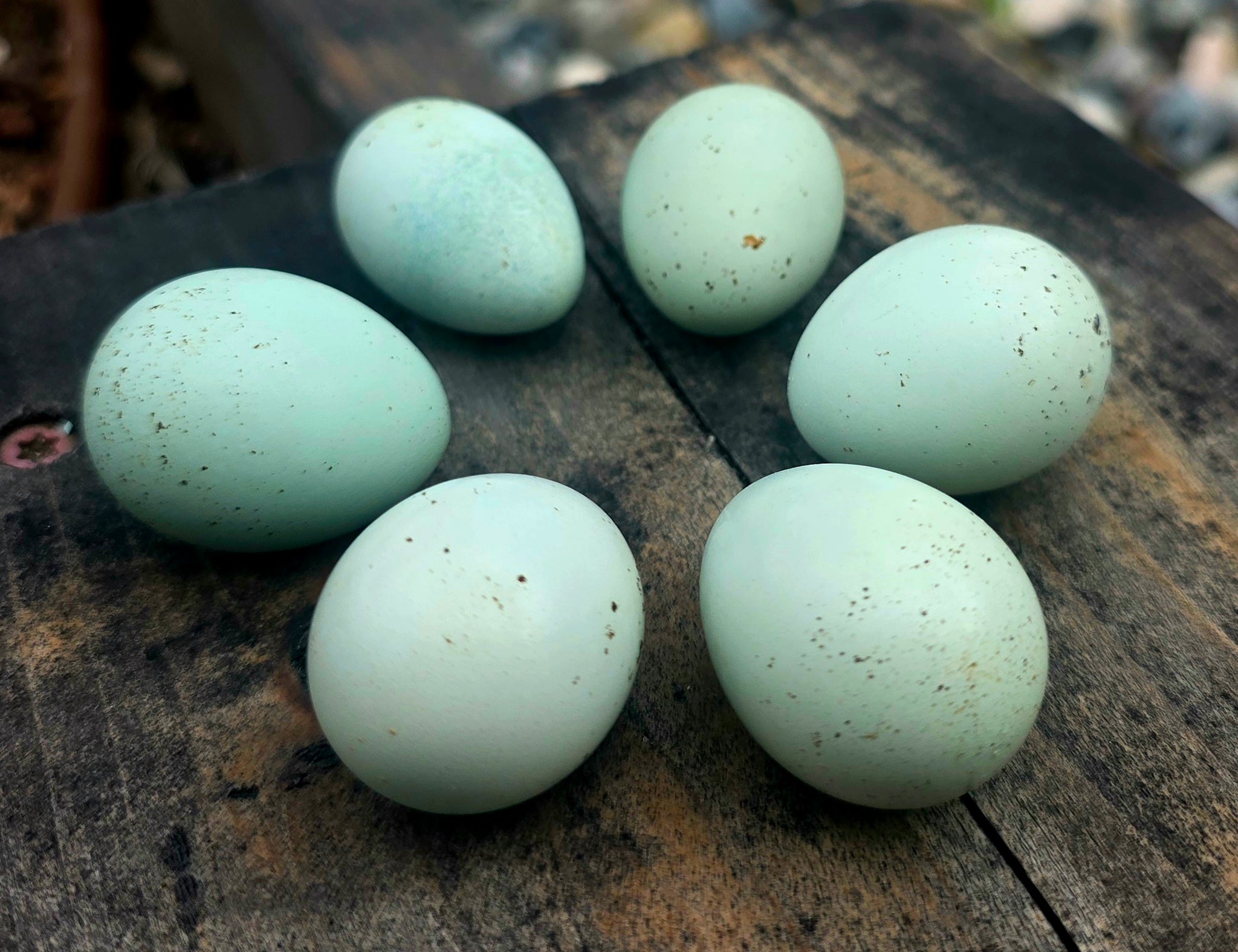 Coturnix Hatching Egg Subscription