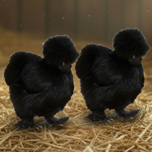 Silkie Breeder Pairs