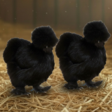 Silkie Breeder Pairs