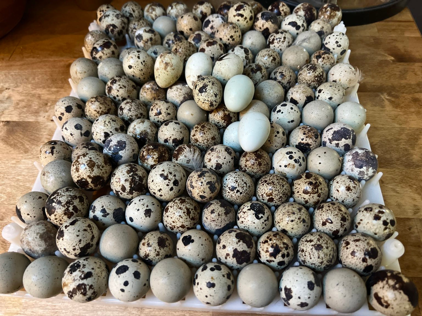Coturnix Hatching Egg Subscription