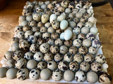 Coturnix Hatching Egg Subscription