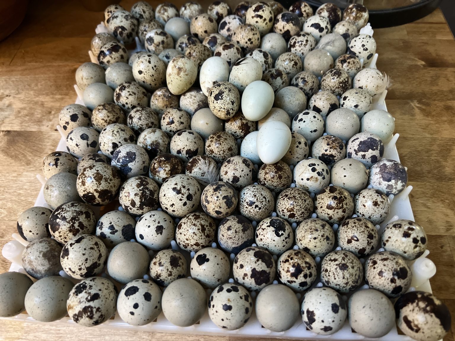 Coturnix Hatching Egg Subscription
