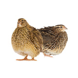 Jumbo Brown Coturnix Adult Breeders