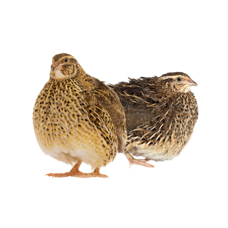 Jumbo Brown Coturnix Adult Breeders