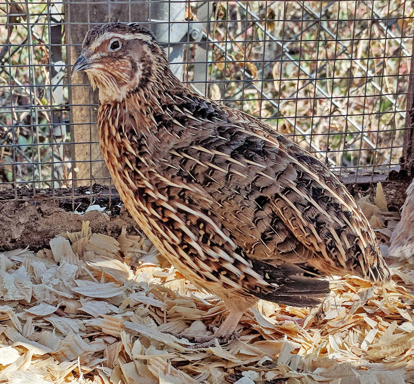 Jumbo Brown Coturnix Adult Breeders