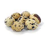 Jumbo Brown Coturnix Hatching Eggs