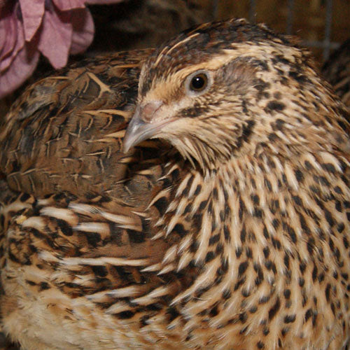 Jumbo Brown Coturnix Hatching Eggs