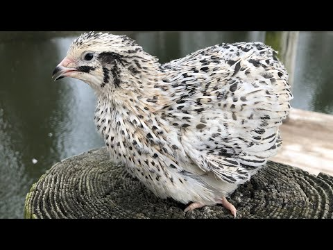 Jumbo Pearl Fee Coturnix Hatching Eggs (Dozen)