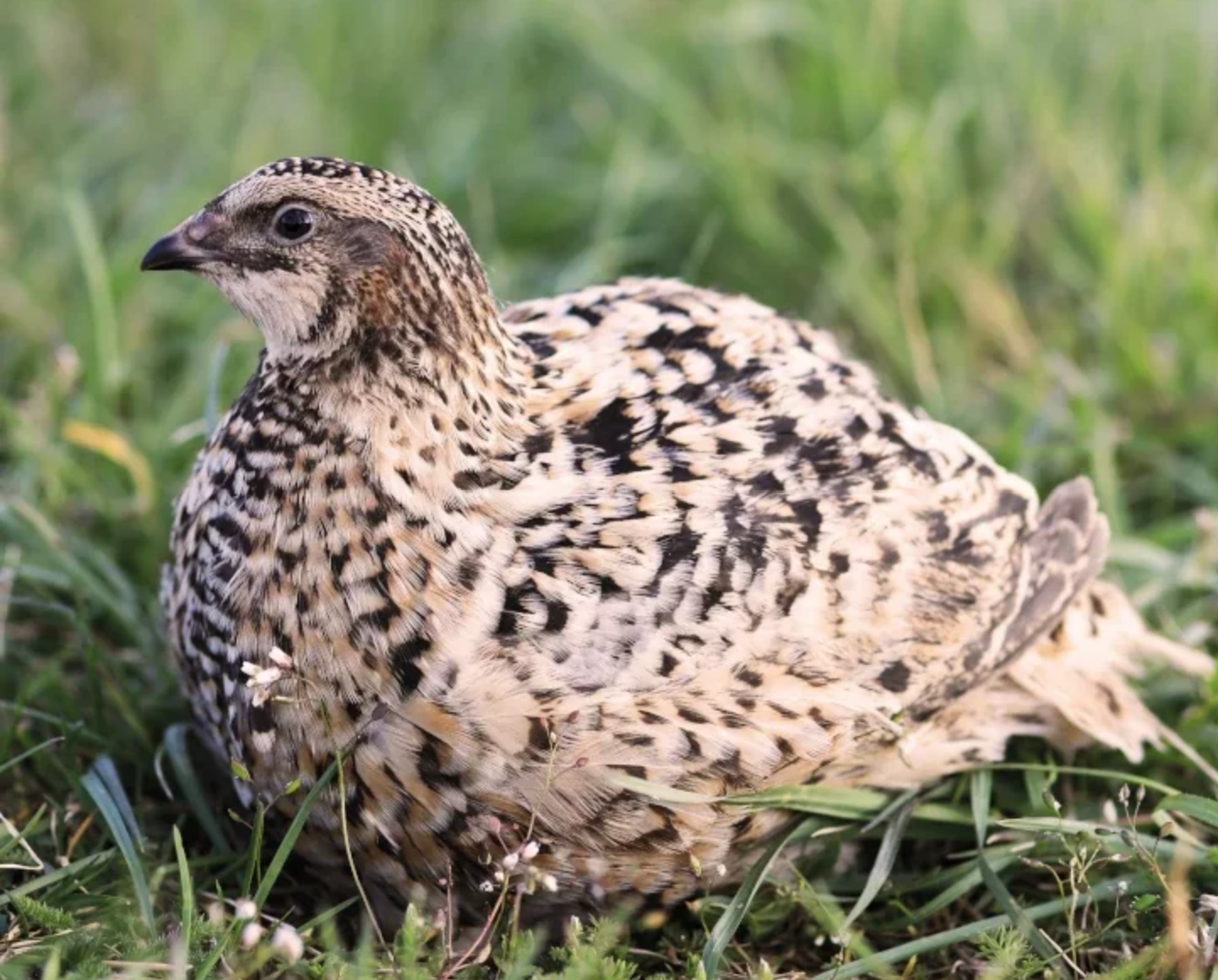 Jumbo Pansy / Rotkopf Coturnix Hatching Eggs (Dozen)