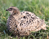 Jumbo Pansy / Rotkopf Coturnix Hatching Eggs (Dozen)