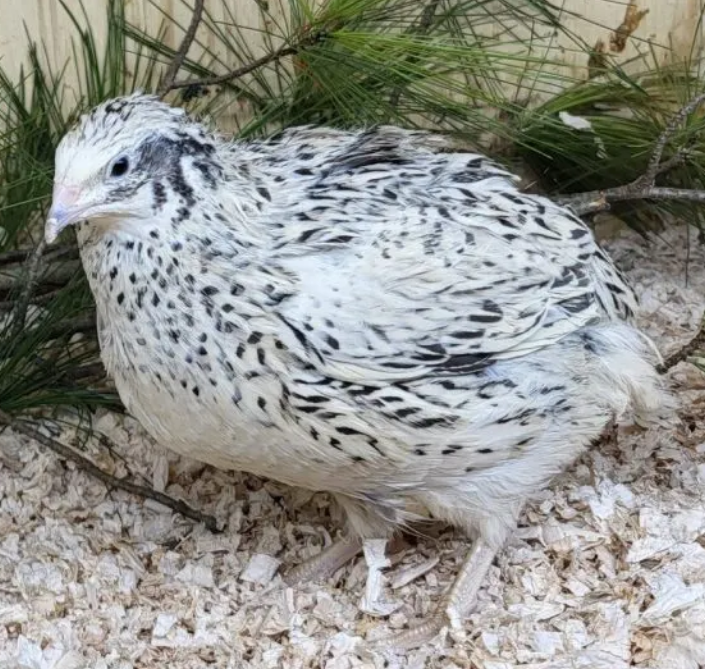 Jumbo Pearl Fee Coturnix Hatching Eggs