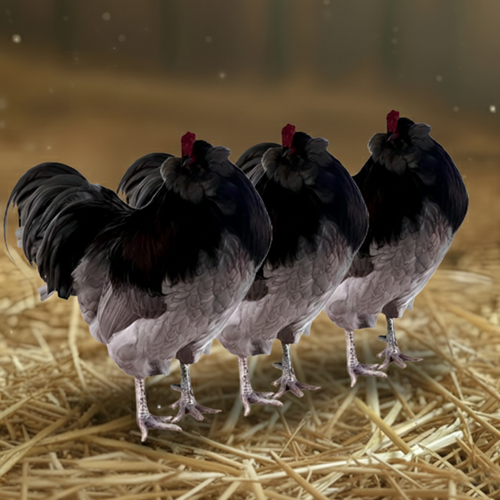 Ameraucana Breeder Trios