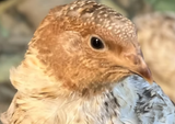Mixed Assorted Coturnix Quint
