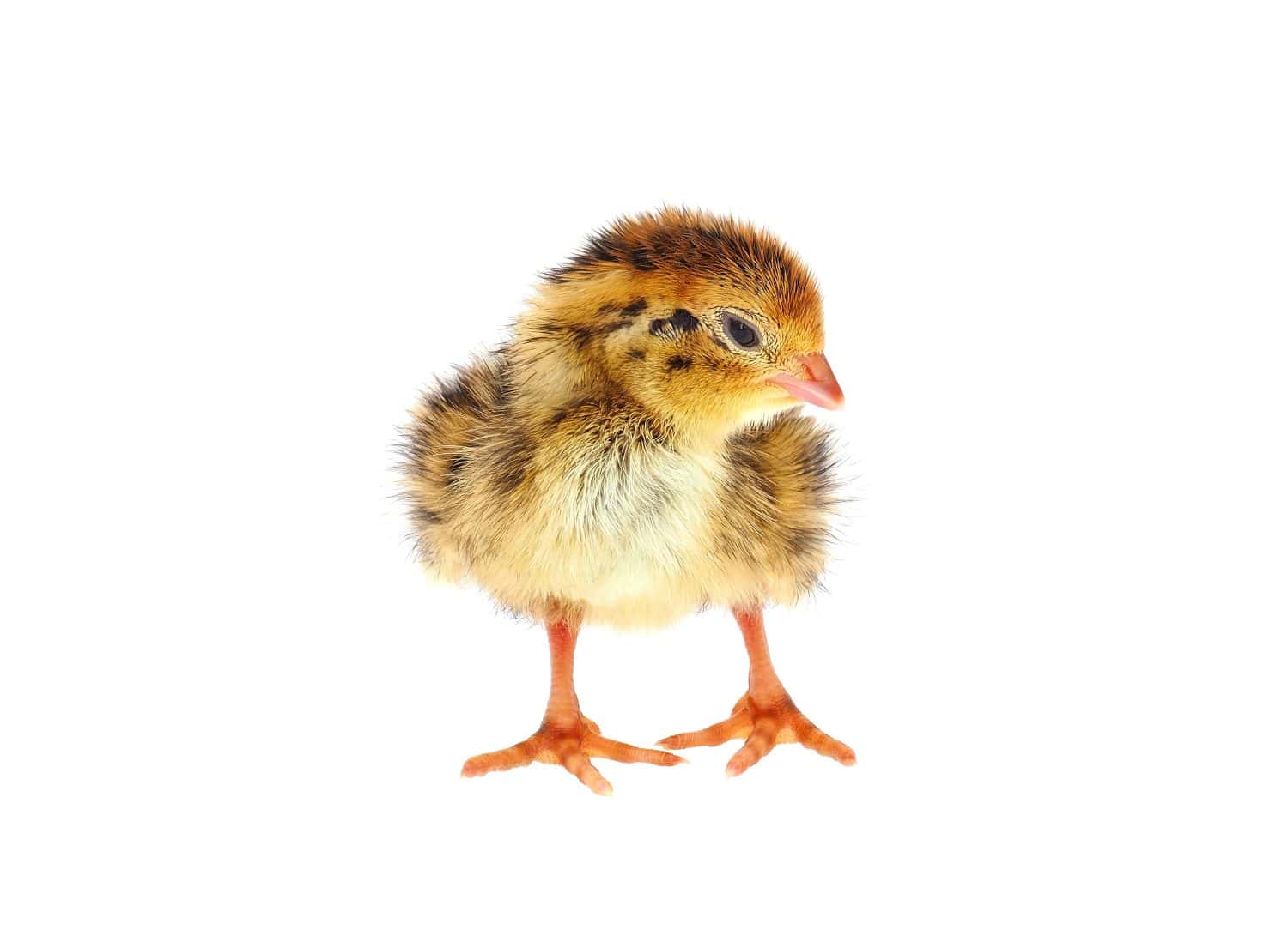 Jumbo Pearl Fee Coturnix Day-Old Chicks