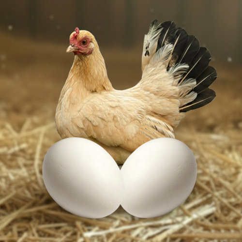 Nankin Hatching Eggs