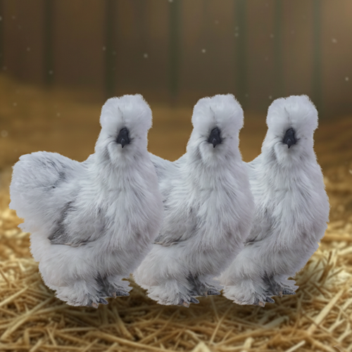Silkie Breeder Trios
