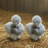 Silkie Breeder Pairs