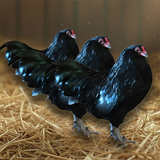Ameraucana Breeder Trios