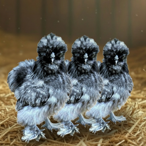 Silkie Breeder Trios