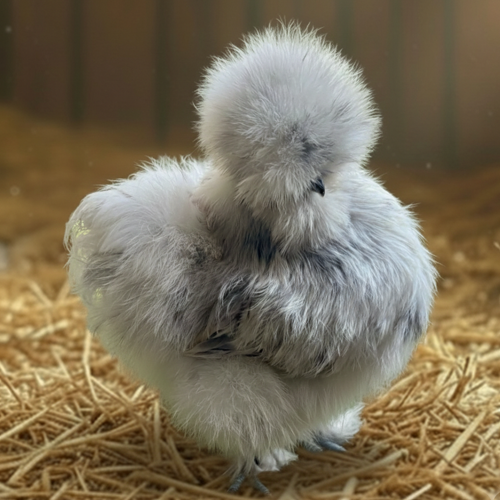 Silkie Pullets (Single Female)